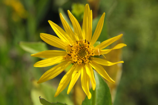 Silphium perfoliatumZonnekroon, Kompasplant bestellen